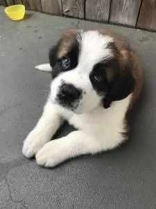 São Bernardo Filhotes Macho e Fêmea !!! - Cachorros e acessórios - Bairro  das Palmeiras, Campinas 1285554586