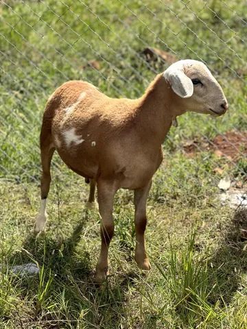 Borrego / Carneiro reprodutor Santa Inês puro - Foto 4