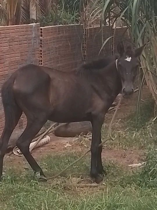 Potra primeiras muda