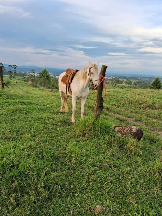 Égua, cavalo marcha picada  - Foto 4