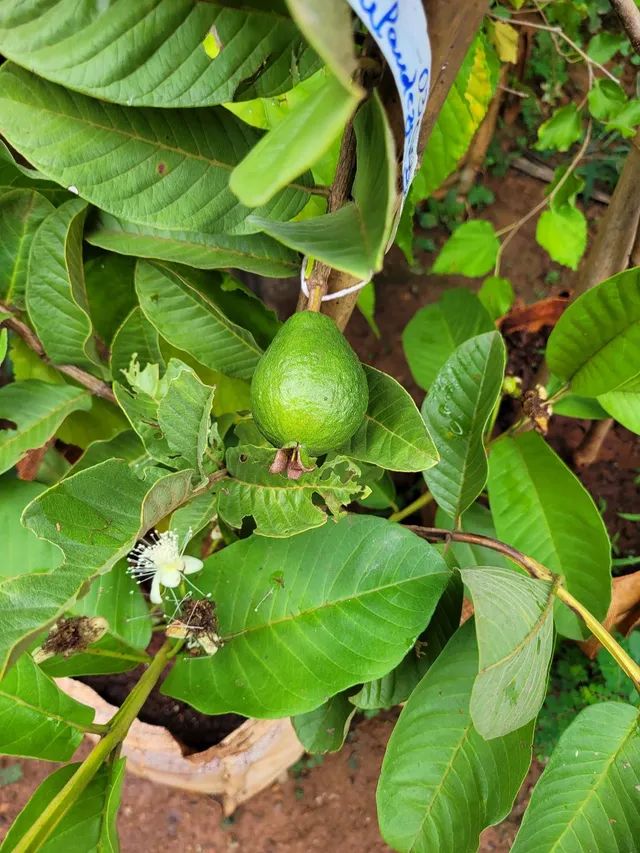 Mudas Frutíferas Enxertadas  - Foto 4