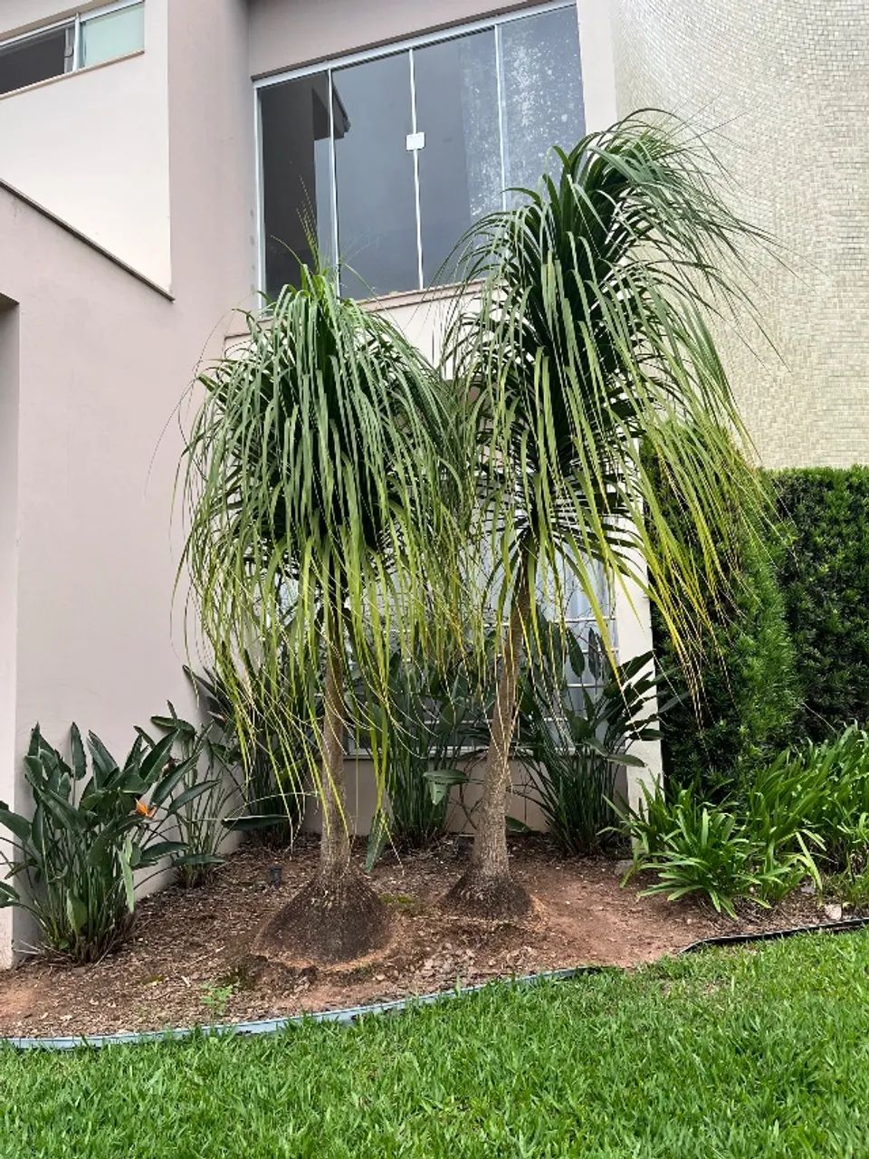 Plantas64294098233601120