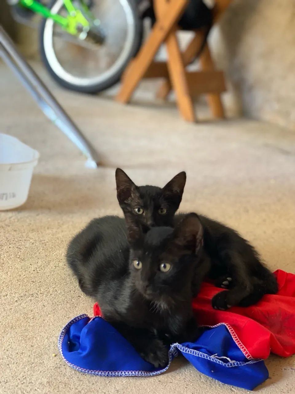 Gatinhos pretos para adoção - Foto 2