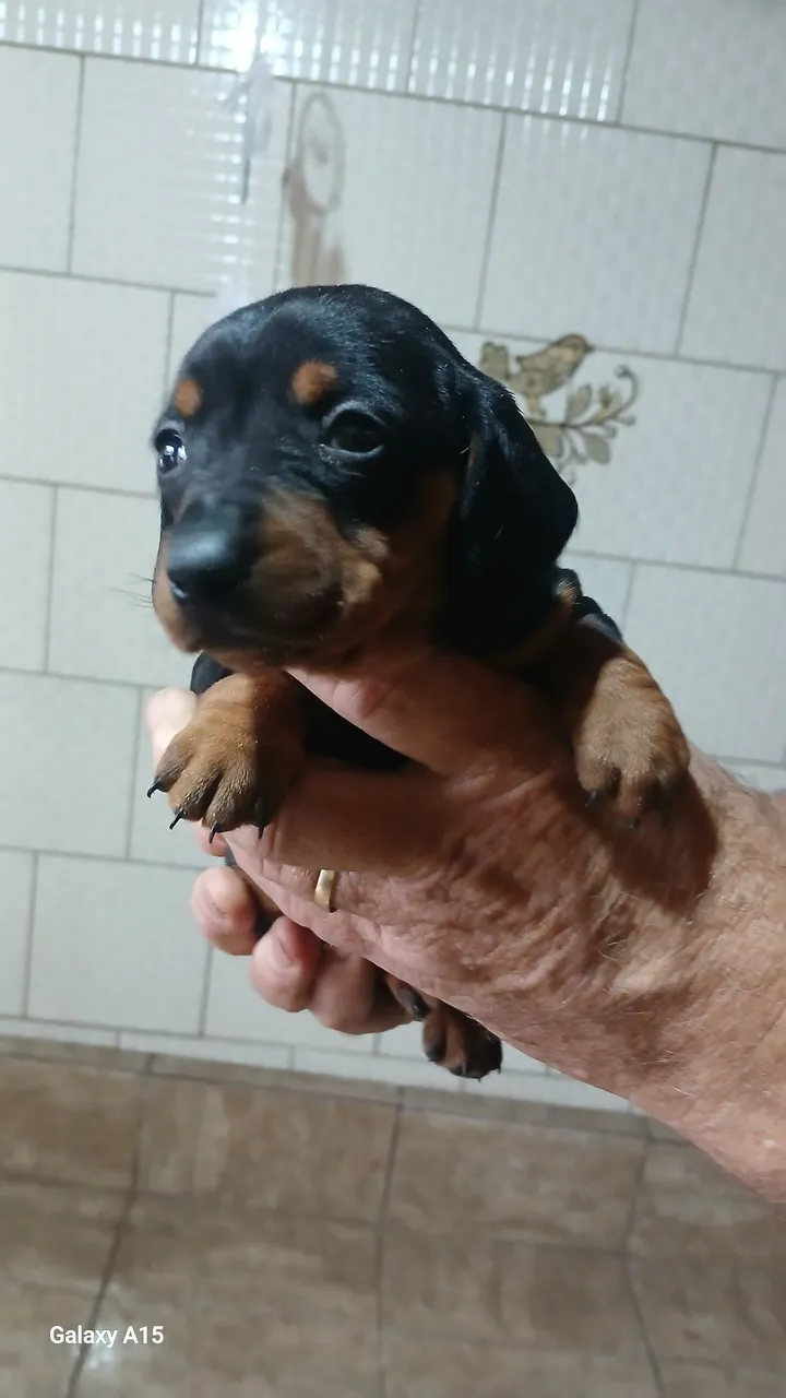 Filhote de Dachshund disponível!