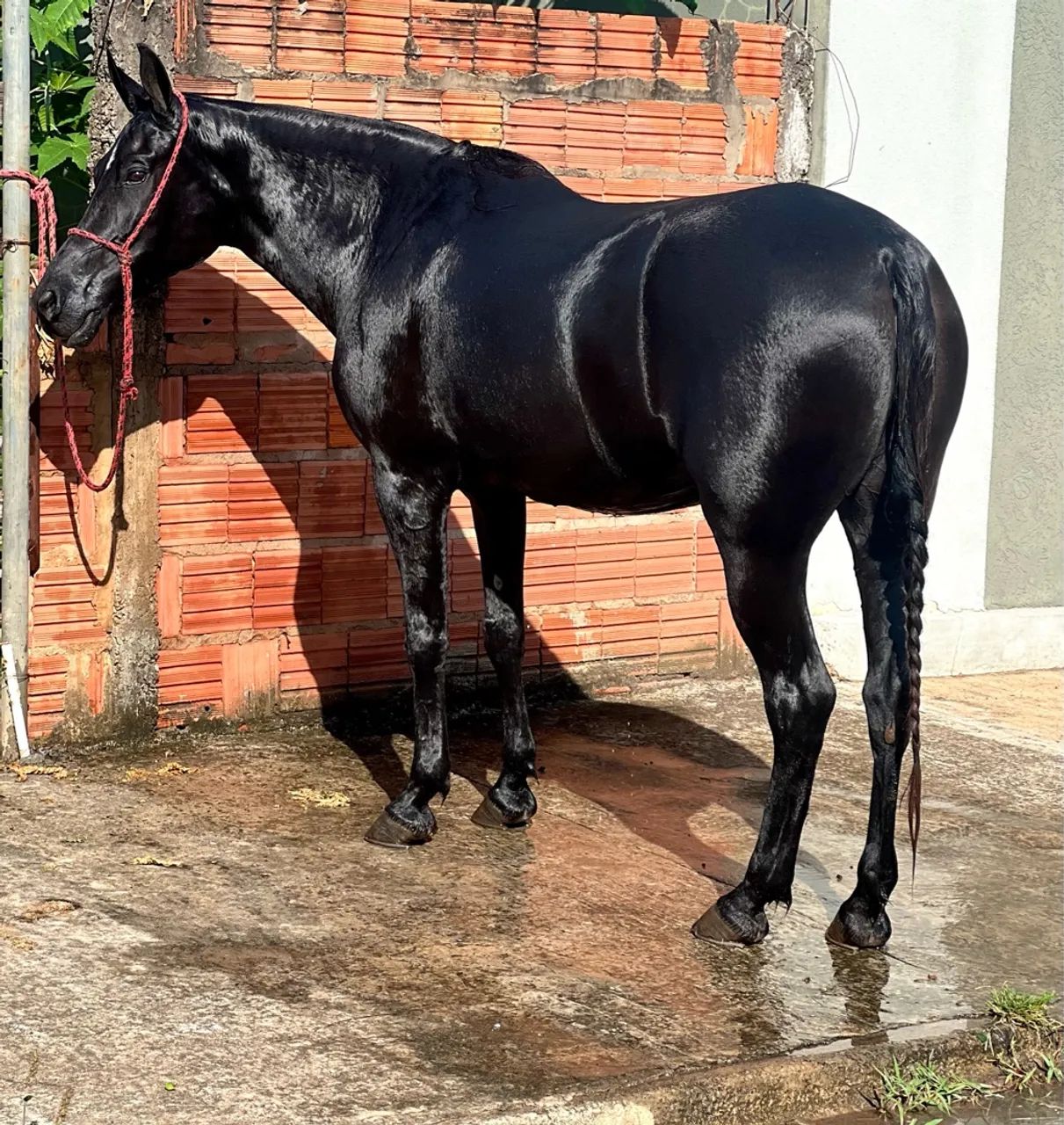 Égua mangalarga  - Foto 4