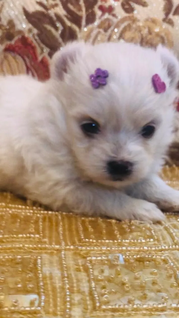 Filhote de Spitz Alemão Mini fofo e charmoso