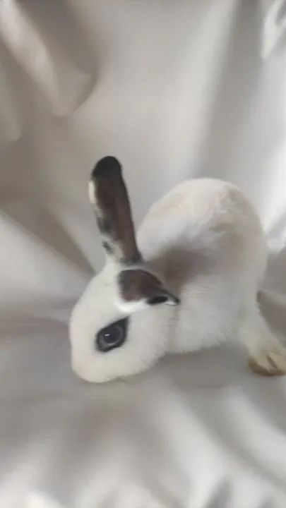 Vendo esses coelhos  - Foto 5