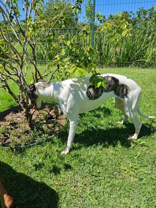 Cachorro Whippet fêmea - Foto 5