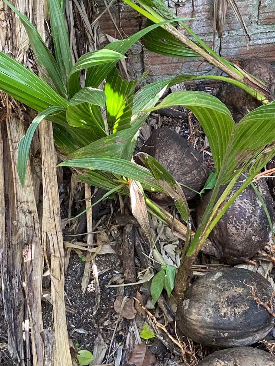 Pé de coco  - Foto 2