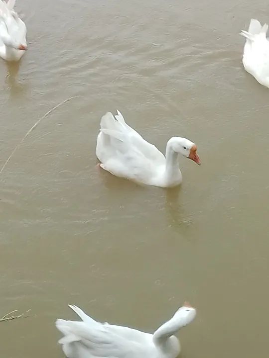 Ganso sinaleiro chinês  - Foto 6