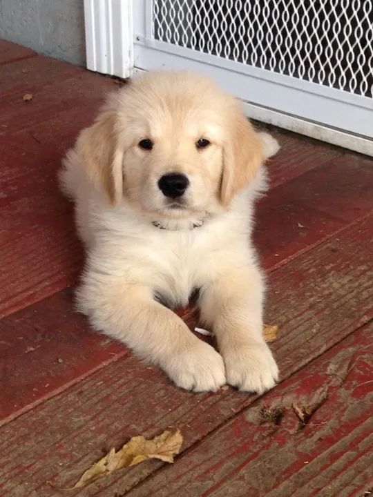 Golden Retriever Lindos Filhotinhos
