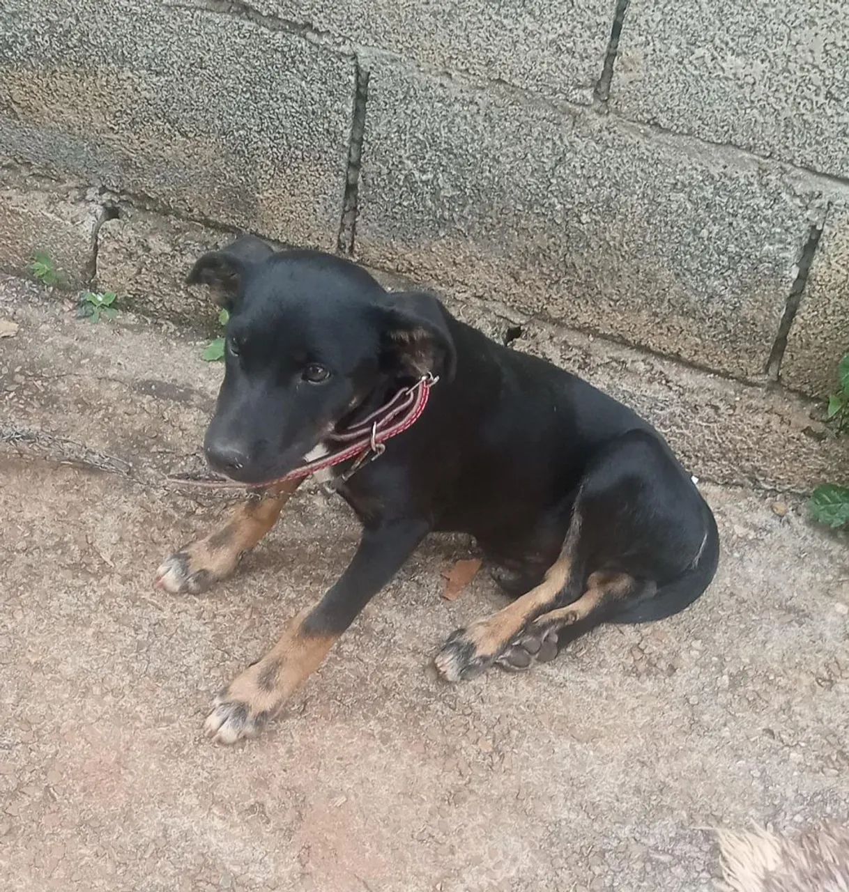 Doação de filhote - Foto 2