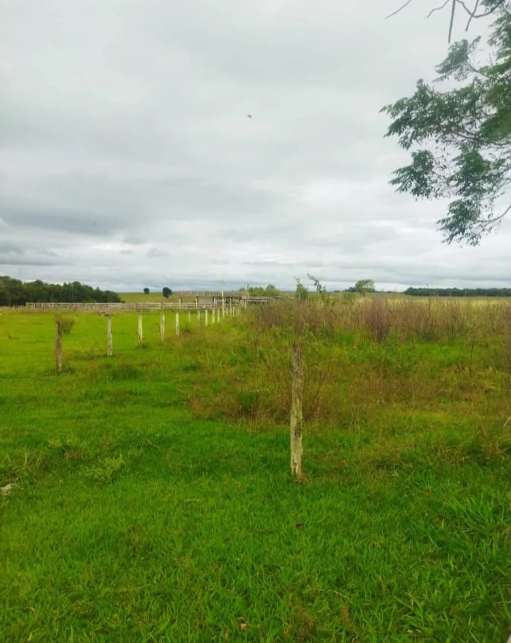 Fazenda arrendamento 1.400 hec em Bandeirantes MS.  700 plantando e gradear 700hec