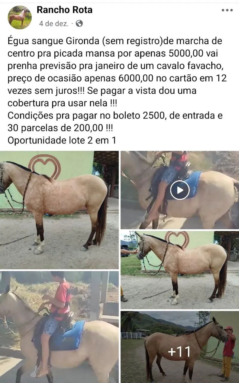 Vendo animais  - Foto 4
