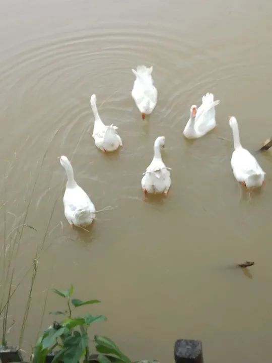 Ganso sinaleiro chinês 