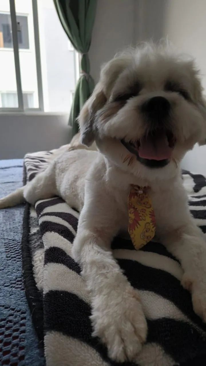 Doação de Shitzu macho para pessoa responsável que tenha terreno  - Foto 3