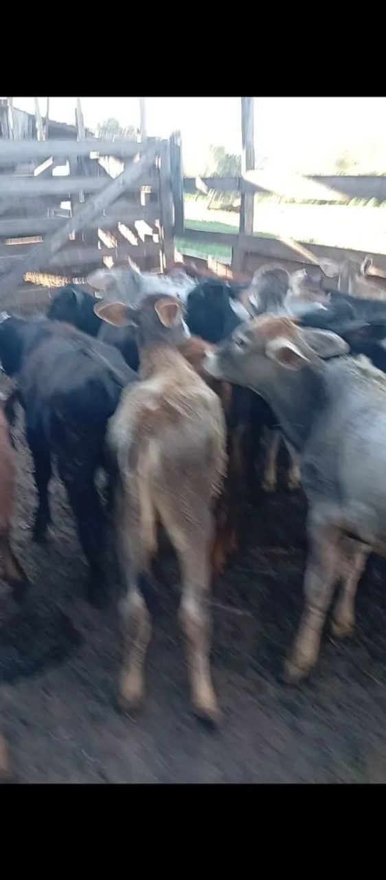 Bezerros para venda