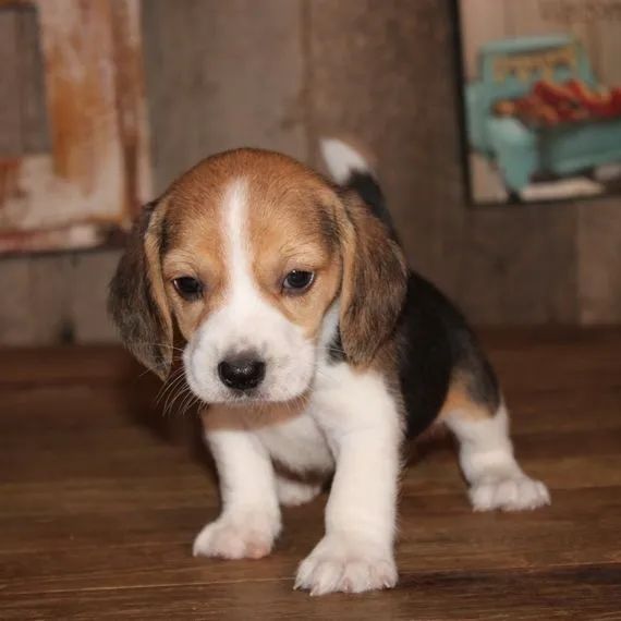 Porte de Apartamento Brincalhões e Lindos / Beagle Filhotes com Garantia de Saúde  - Foto 3