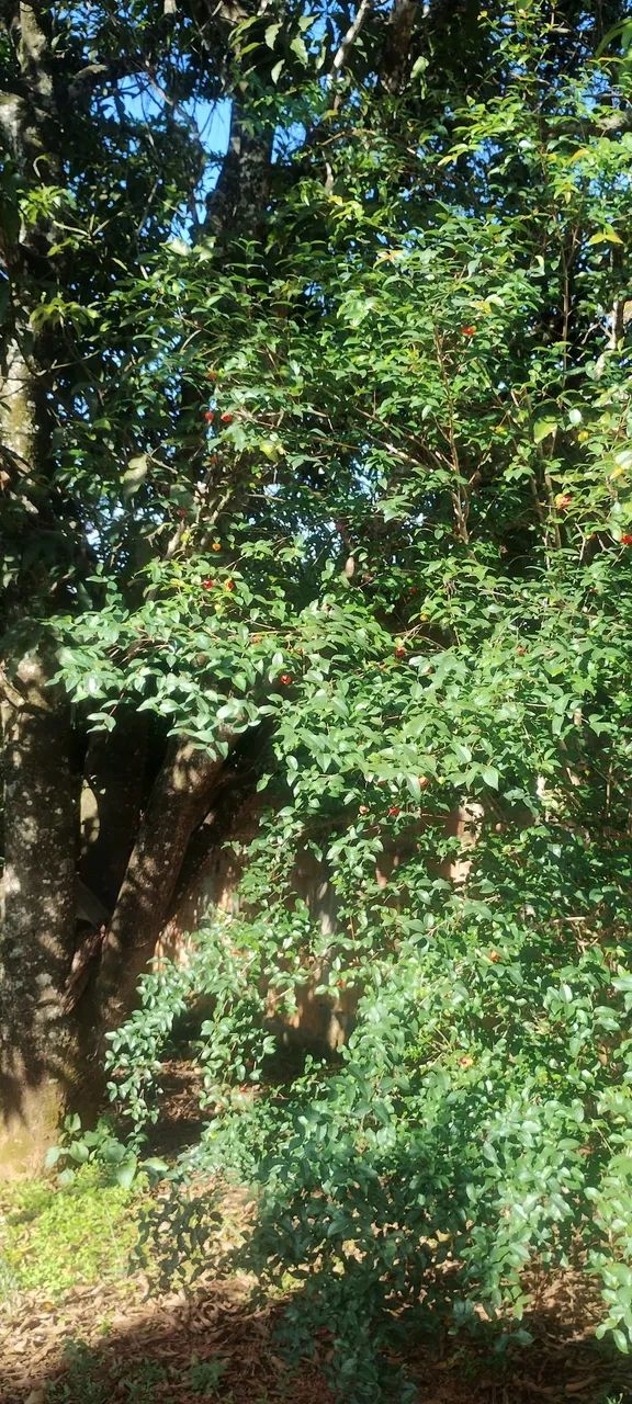 Lote com registro, escritura e número da rua  - Foto 5