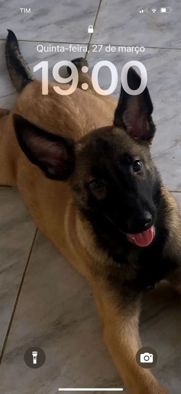 Vendo pastor belga malinois no precinho chama  - Foto 2