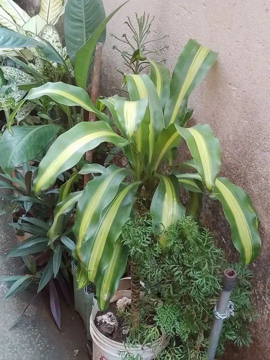 Plantas a partir de R$ 20.00 Cacto e Plantas para sua Casa - Foto 5