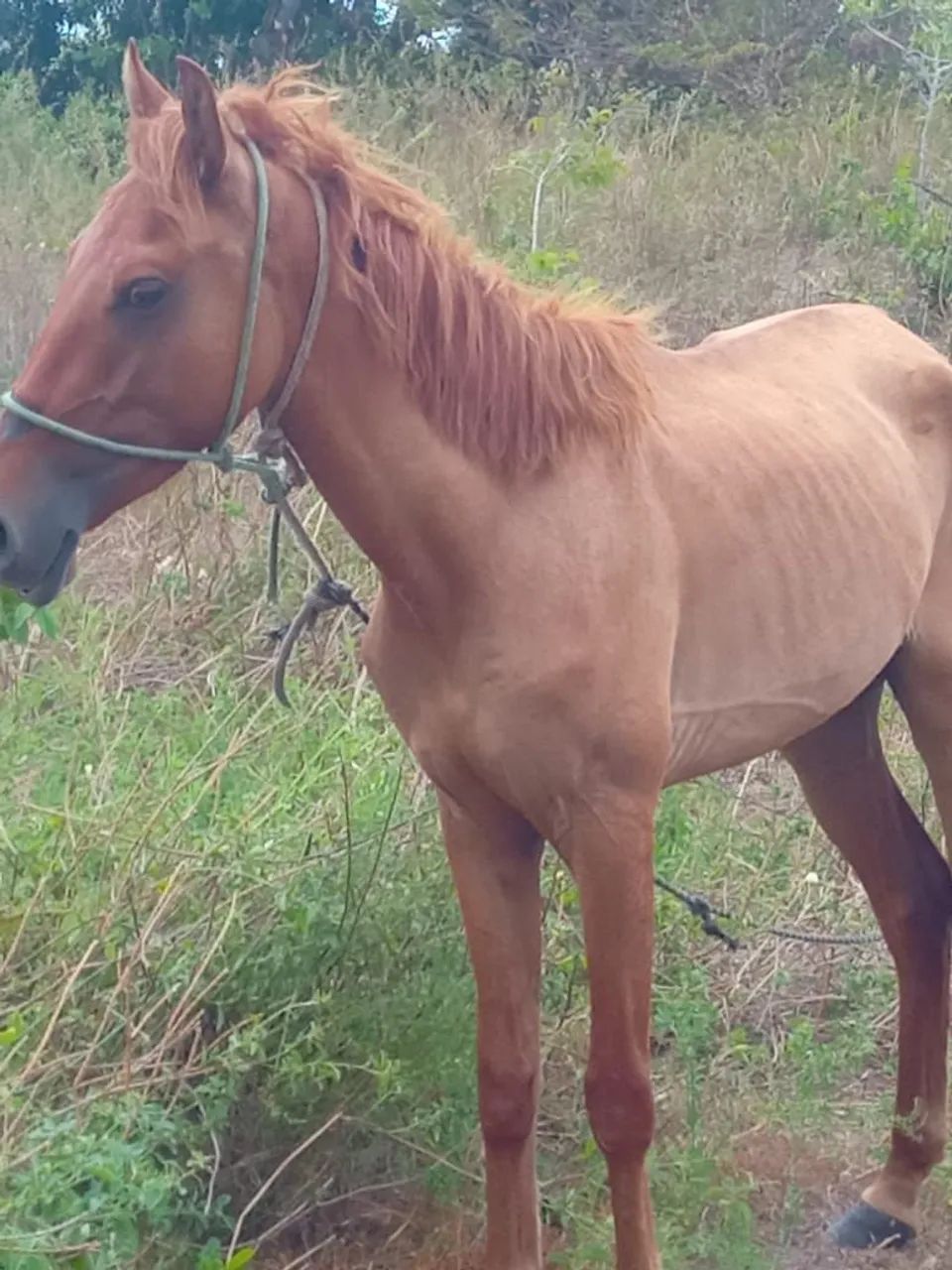 Cavalo e carroça - Foto 6