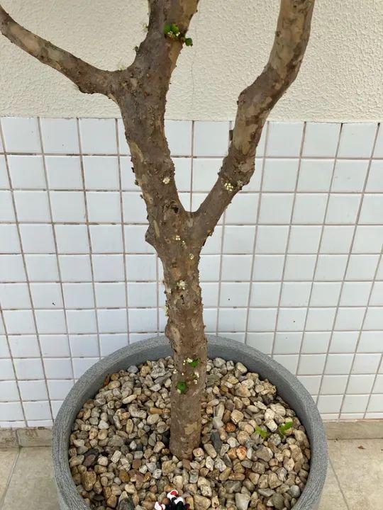 Pé de jabuticaba  - Foto 3