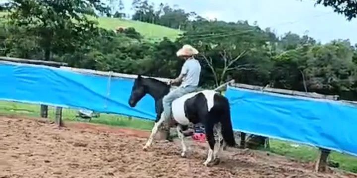 Cavalo crioulo - Foto 5