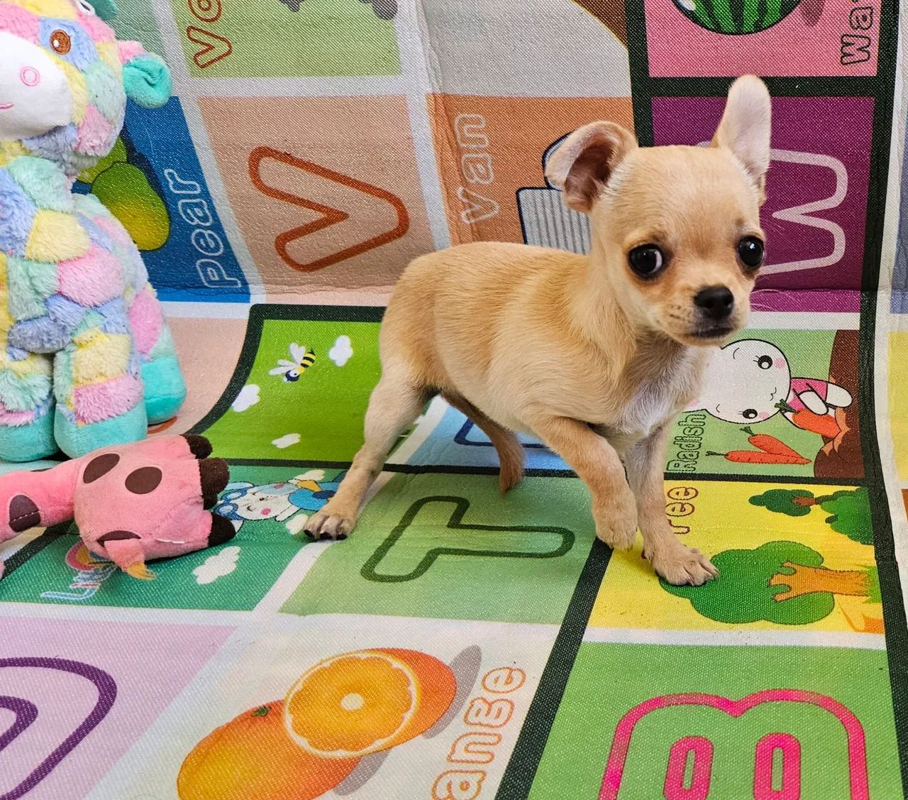 Chihuahua Fêmea - Adorável e Carinhosa - Foto 2