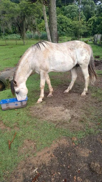 Cuiudo oveiro, confirmado  - Foto 3