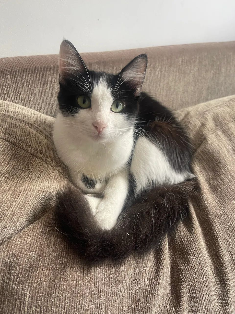 Gata Angora - Foto 2