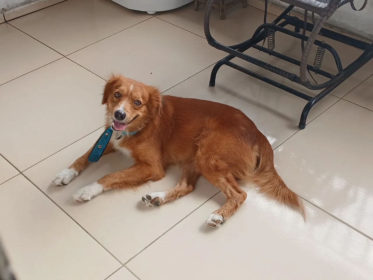 Cachorro para adoção