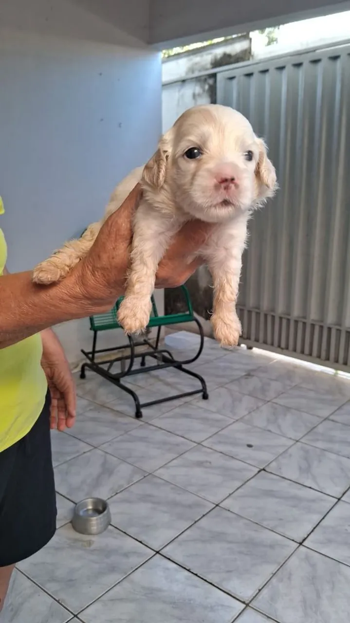 Filhote de poodle puro