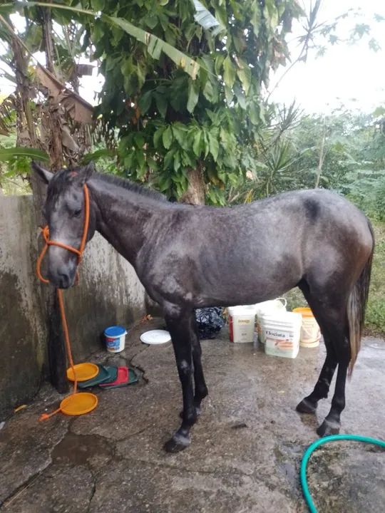 Vendo esse animal - Foto 4