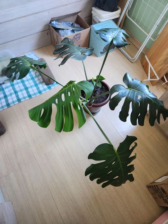 Costela de Adão  - Foto 2