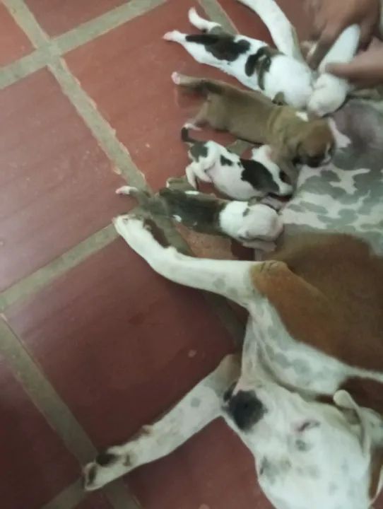 Filhote de Boxer  - Foto 3