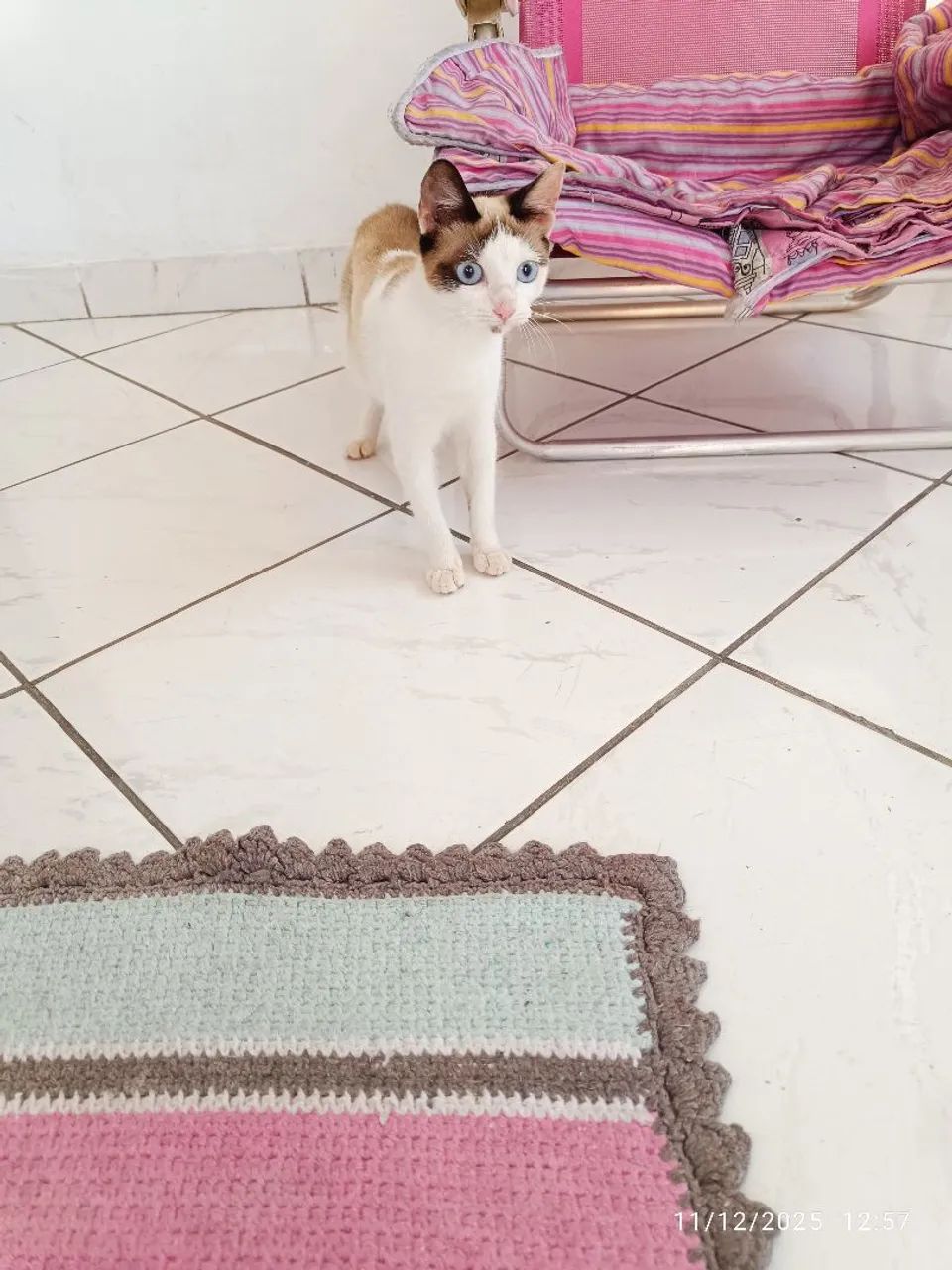 Gatinha para  adoção 