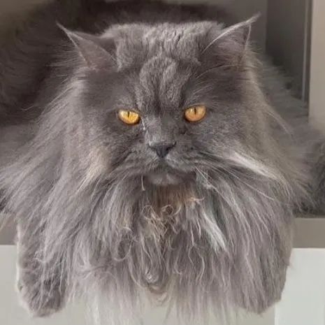 Gatinho Persa Azul  British long hair  - Foto 2