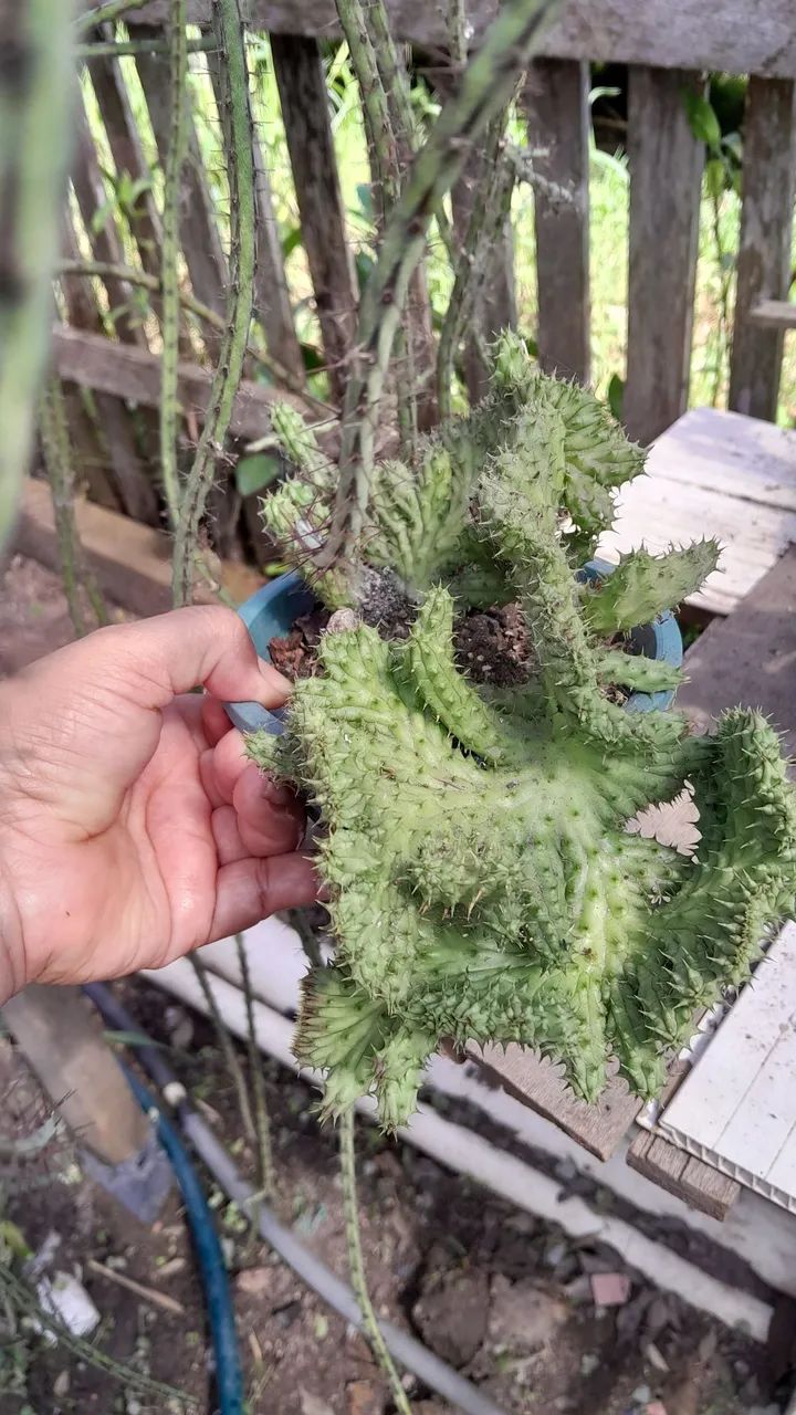 Cacto Raro para Colecionadores - Foto 3