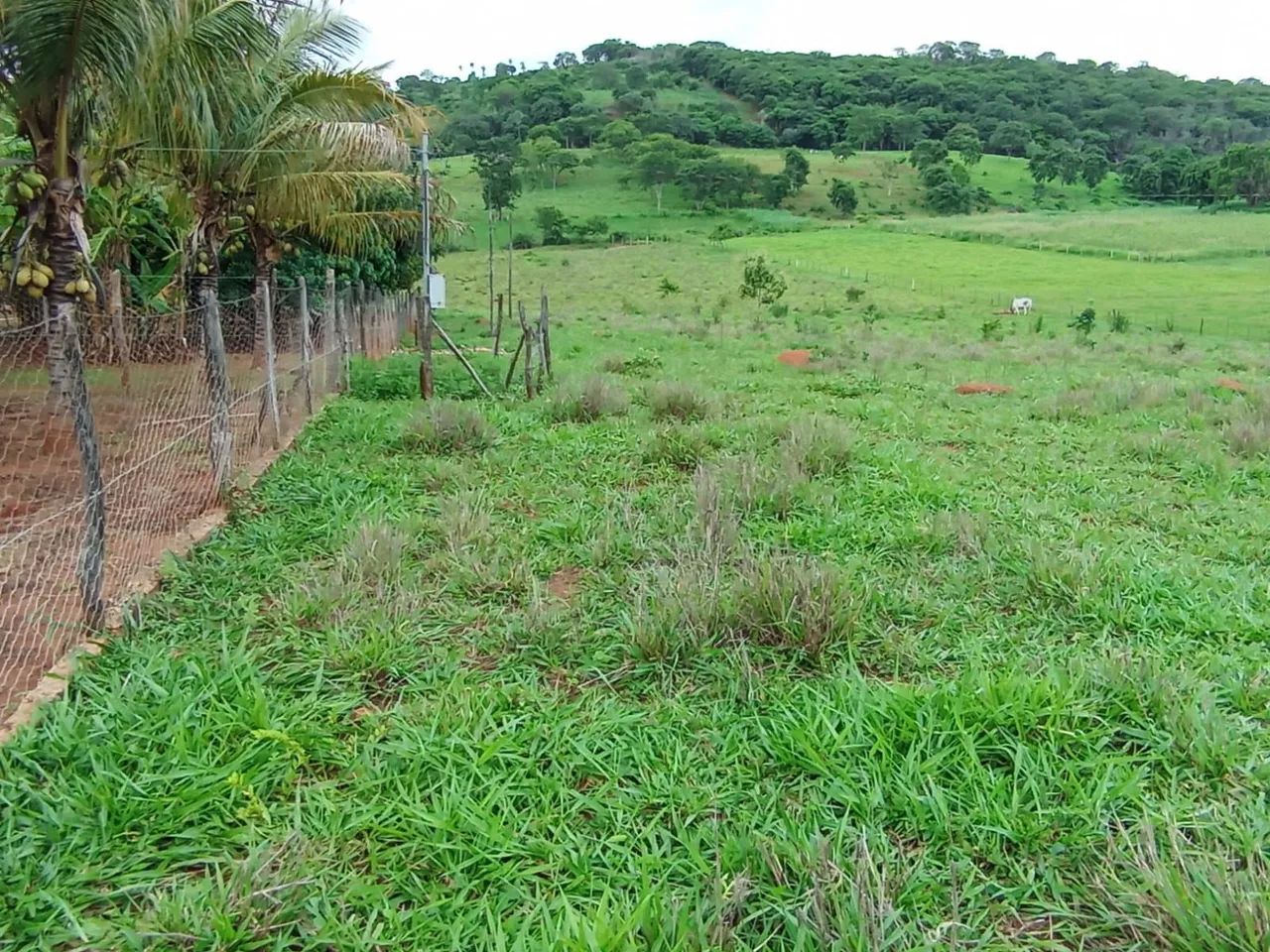 Sitio 1 Hectares Irrigado,Poço Artesiano/Caixa D'Água 50.000 Litros.. - Foto 14