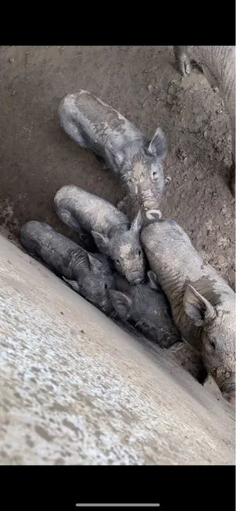 20 Porcos CAIPIRAS - Foto 3