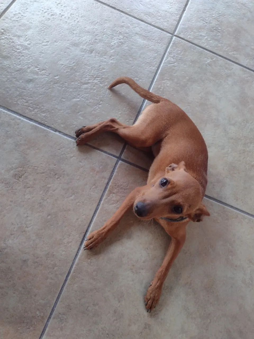 Filhote de Pinscher fêmea à venda 