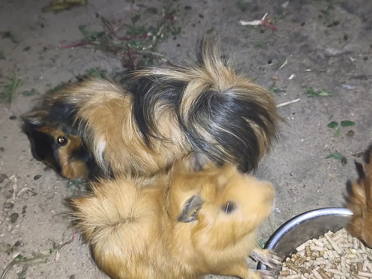 .Porquinhos da índia. Peruano64167789315074122