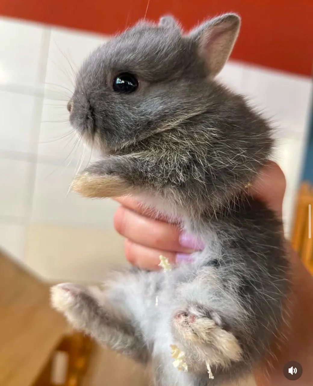 mini coelhos netherland Dwarf coelhos anão menor coelho do mundo - Foto 3