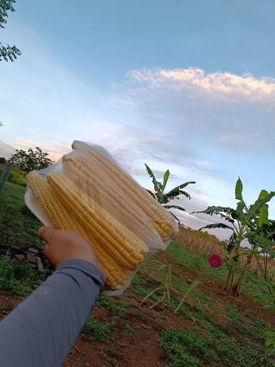 Milho 1051  - Foto 6