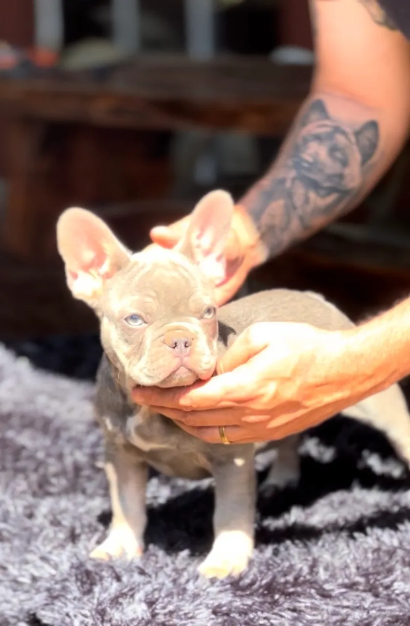 Bulldog Francês 