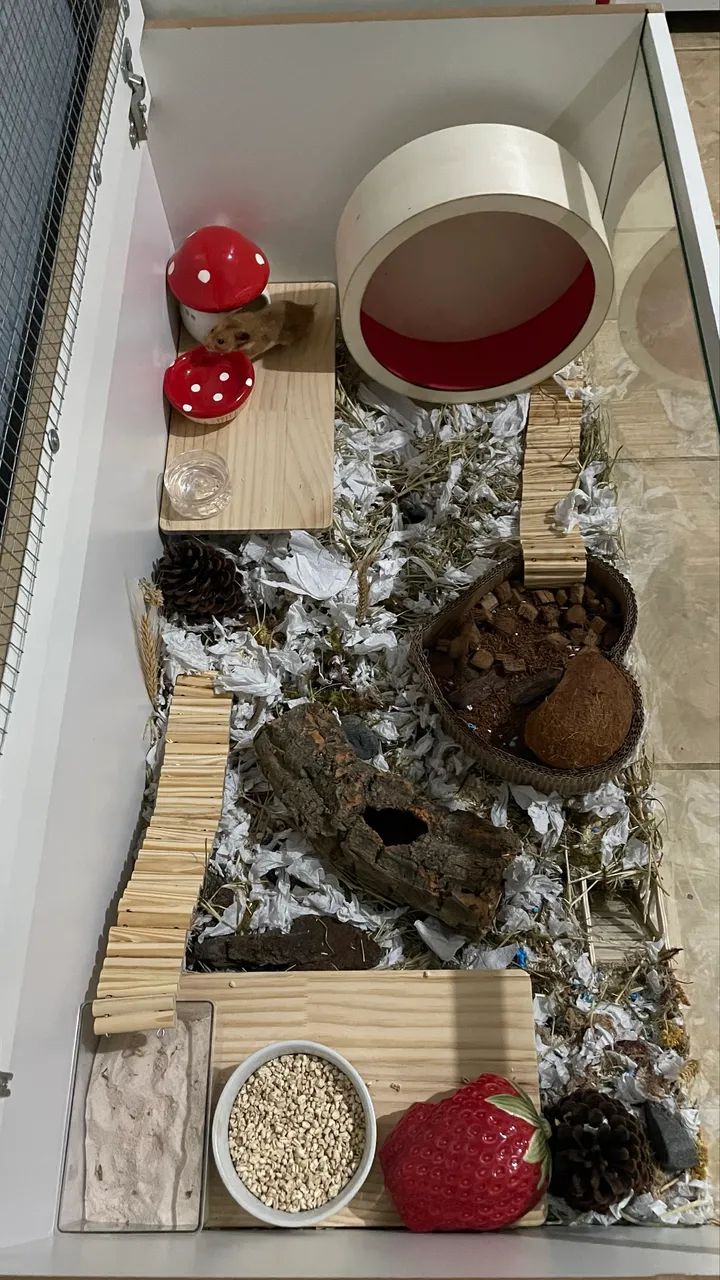 Terrário para hamster - Foto 5