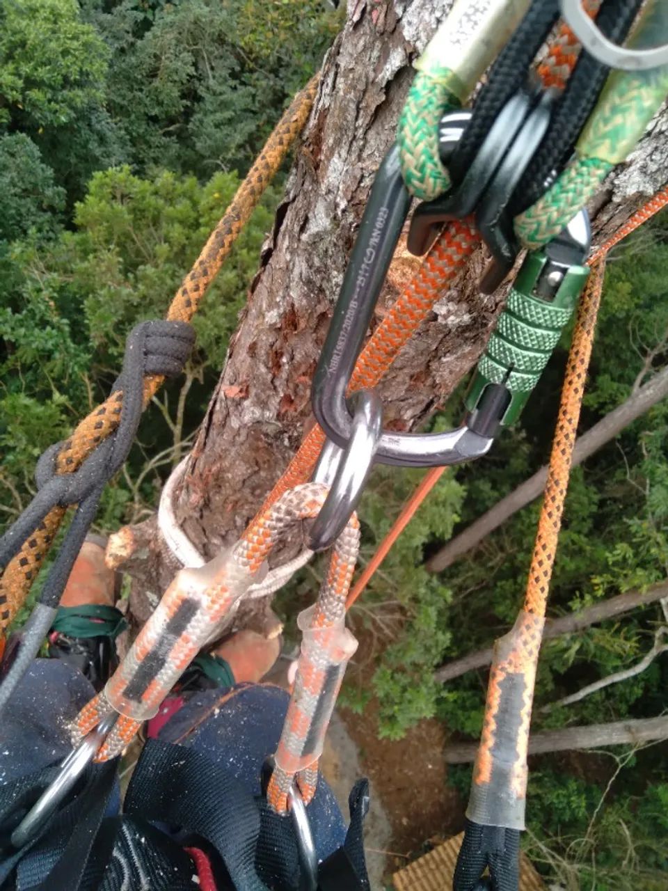 Corte e poda de Árvores Profissional Santo Amaro, Palhoça e região.  - Foto 4