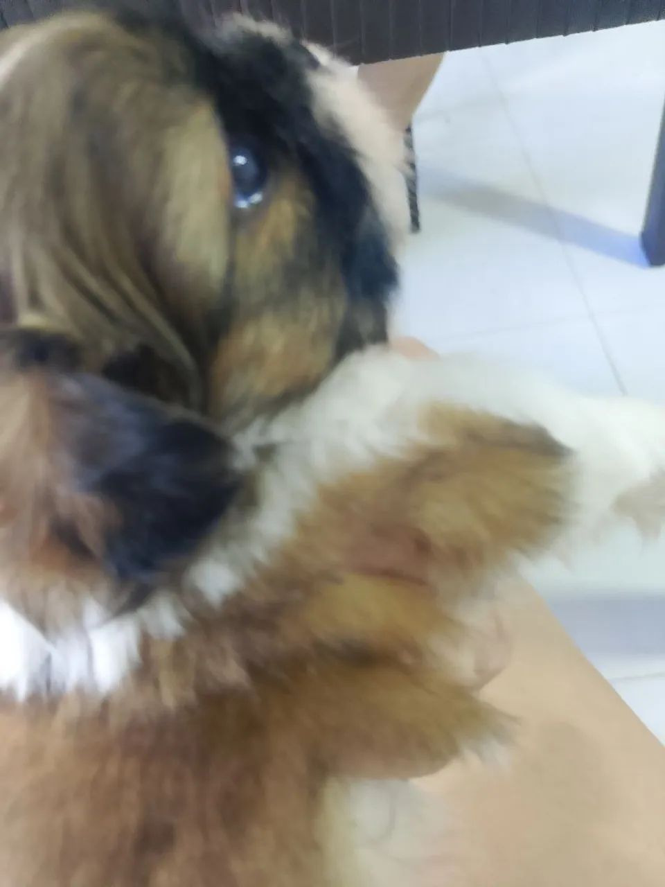 Lindo machinho Shitzu 
