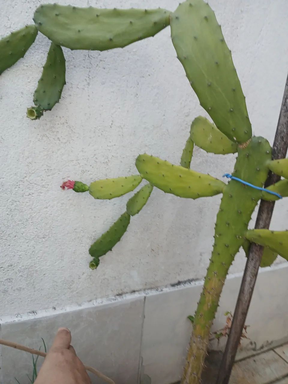 Plantas com vaso!!! - Foto 2